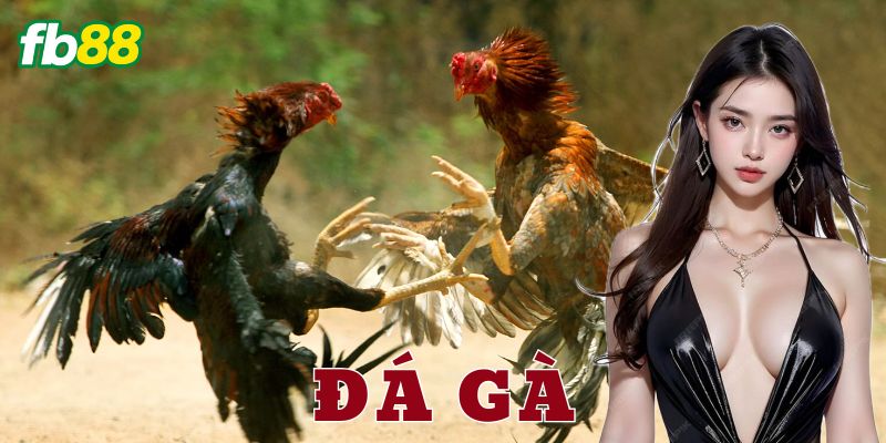 Kinh nghiệm và chiến lược cho dân chơi đá gà