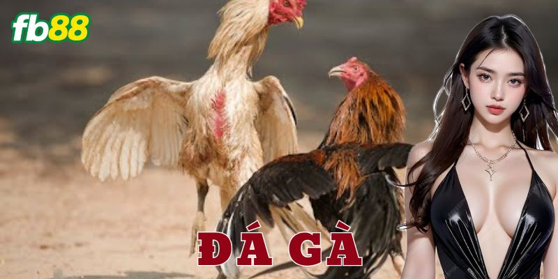 FB88 – Nhà cái uy tín trong lĩnh vực đá gà trực tuyến